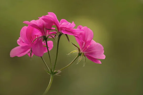 Красивый Розовый Цветок Саду — стоковое фото