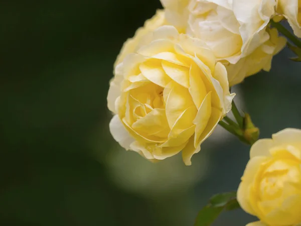 Hermosas Rosas Amarillas Jardín —  Fotos de Stock