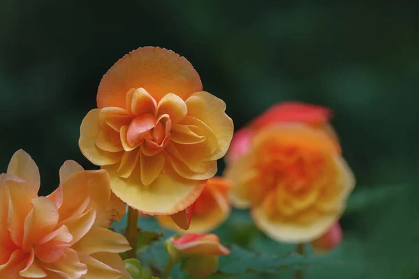 Fondo Colorido Con Hermosas Flores Espacio Copia —  Fotos de Stock