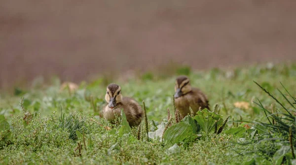Jeune Canard Oreilles Brunes Sur Herbe Verte — Photo