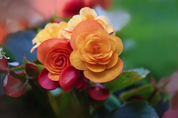 Nahaufnahme Von Schönen Blumen — Stockfoto