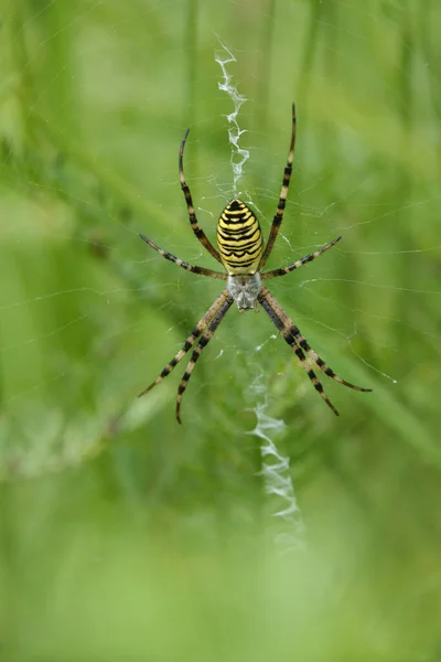 绿色背景上的蜘蛛网 — 图库照片