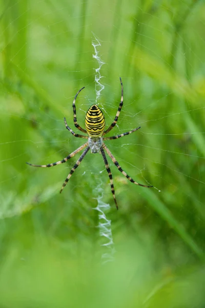 绿色背景上的蜘蛛网 — 图库照片