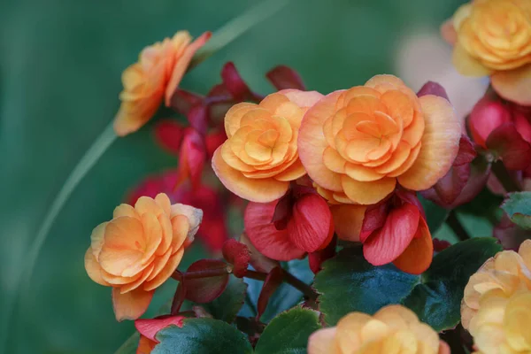 Close Beautiful Colorful Flowers Garden — Stock Photo, Image