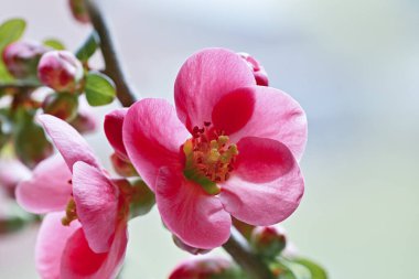 Japonische Zierquitte (Chaenomeles japonica), çürük, kırmızı