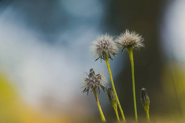 Πικραλίδα Λουλούδι Φόντο Πράσινου Χόρτου — Φωτογραφία Αρχείου