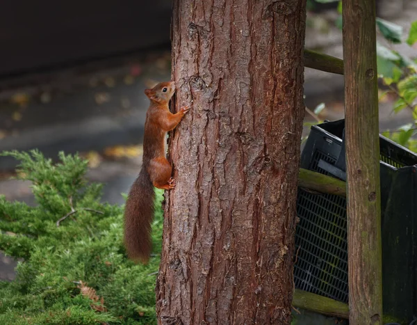Eichhörnchen Auf Dem Baum — Stockfoto