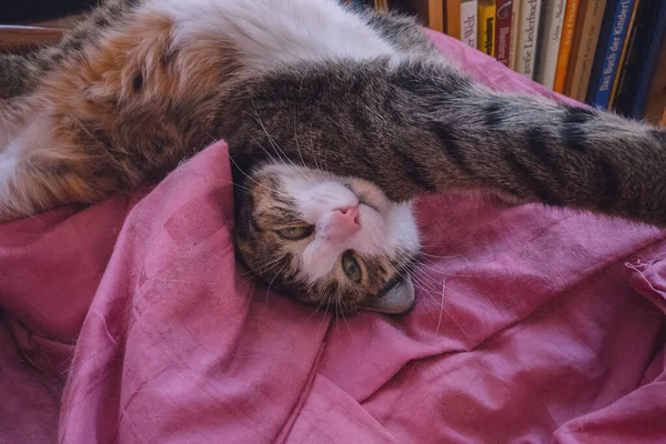 Niedliche Katze Liegt Auf Dem Bett — Stockfoto