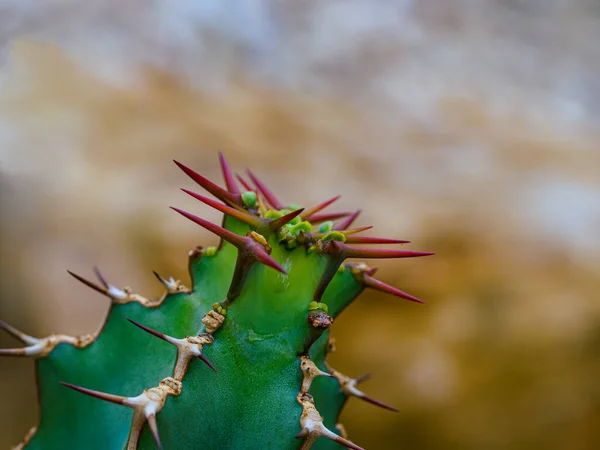Kaktusznövény Növény Állatvilág — Stock Fotó