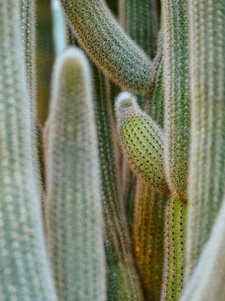 Kaktuszok Kertben — Stock Fotó