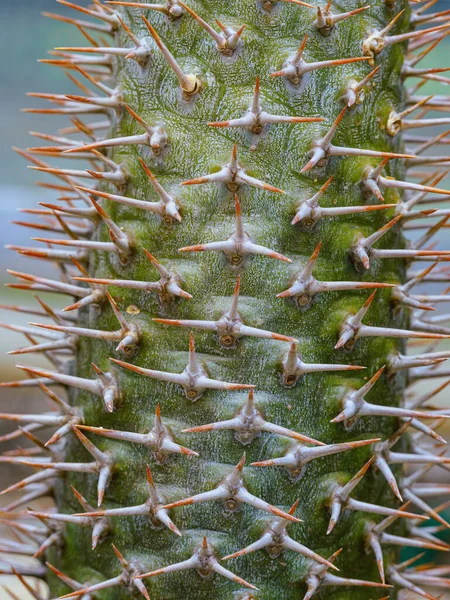 Close Cactus — Stock Photo, Image