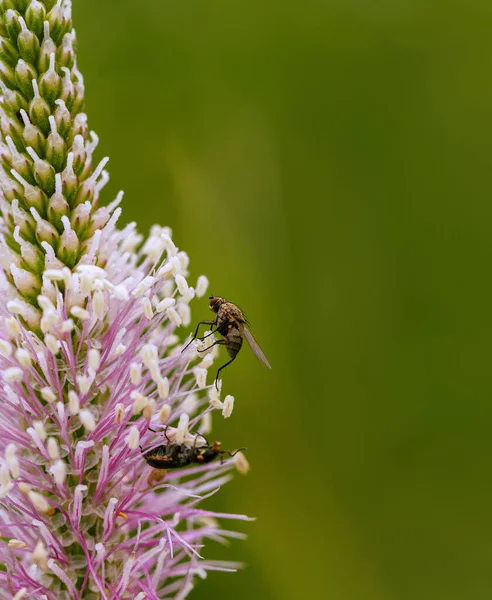Ένα Κοντινό Πλάνο Μιας Μέλισσας Που Κάθεται Πάνω Ένα Λουλούδι — Φωτογραφία Αρχείου