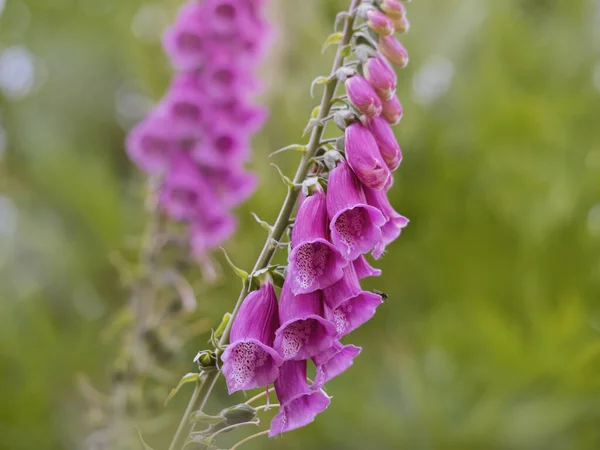 Fleur Violette Lilas Dans Jardin Printemps — Photo