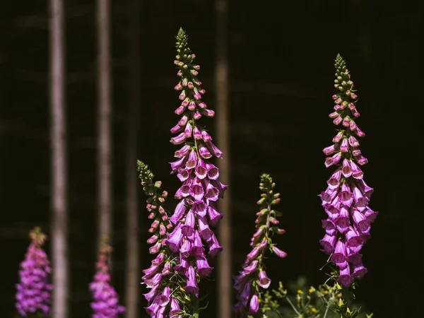 Hermosa Flor Púrpura Jardín —  Fotos de Stock