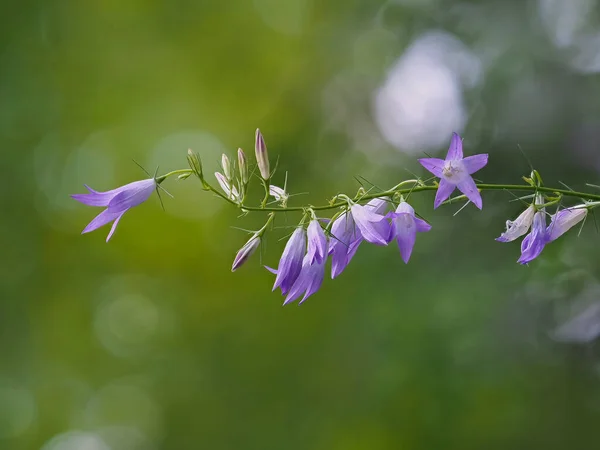Hermosas Flores Púrpuras Sobre Fondo Borroso — Foto de Stock