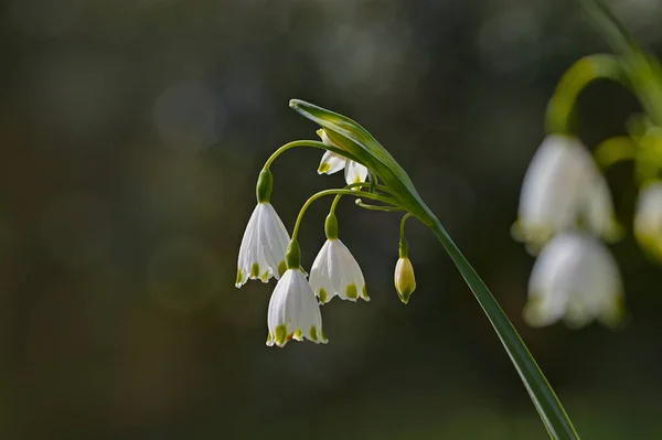 Flores Brancas Gota Neve Floresta — Fotografia de Stock