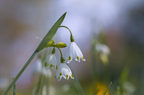 Bela Flor Branca Floresta — Fotografia de Stock