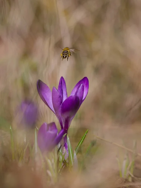 Hermosa Flor Púrpura Bosque — Foto de Stock