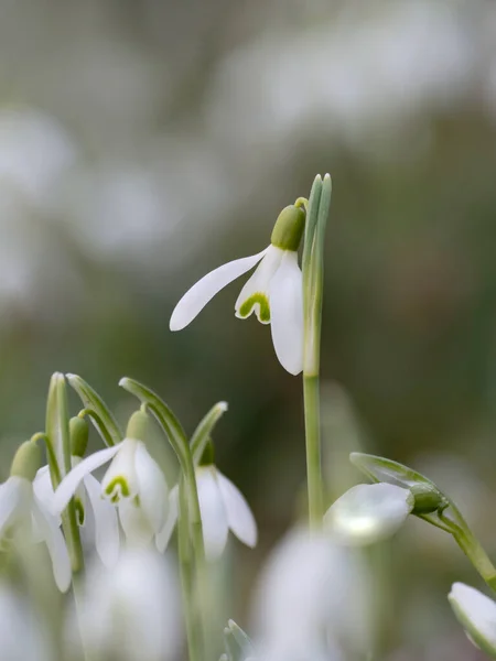Weiße Schneeglöckchen Mit Grünen Blättern Wald — Stockfoto