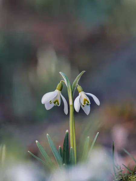 Gündüz Vakti Ormanda Açan Güzel Beyaz Çiçeklerin Yakın Plan Çekimi — Stok fotoğraf