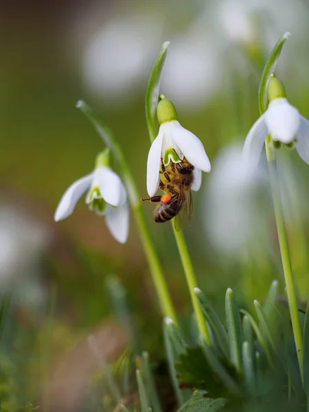Пчела Цветке Саду — стоковое фото