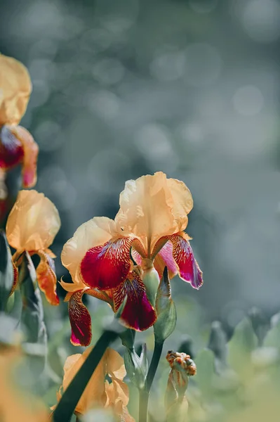 Closeup View Beautiful Blooming Flowers — Stok fotoğraf