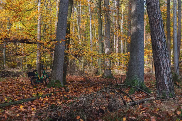 Árvores Outono Coloridas Floresta — Fotografia de Stock