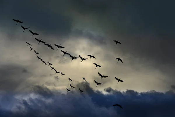 Crane migration in the sky