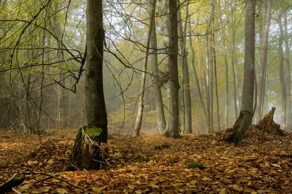 Herfst Het Bos Een Prachtig Landschap Van Een Mistige Ochtend — Stockfoto