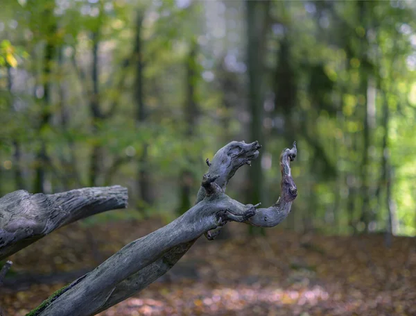 Starý Dřevěný Jelen Lese Krásné Zelené Listí Pták Pahýl — Stock fotografie