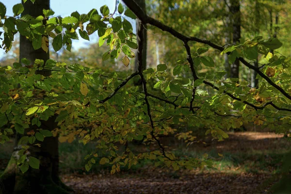 秋天的风景 秋天的树叶 树叶植物 — 图库照片