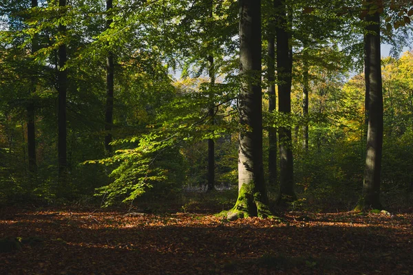 秋天的森林小径和树木 — 图库照片