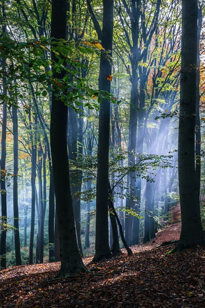 秋天的森林 山中有美丽的背景 — 图库照片