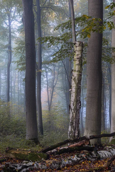 Alberi Una Foresta — Foto Stock