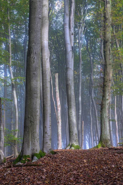 Bosque Otoñal Con Árboles Hojas — Foto de Stock