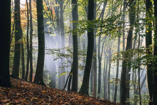 秋天的森林 有树木和树叶 — 图库照片