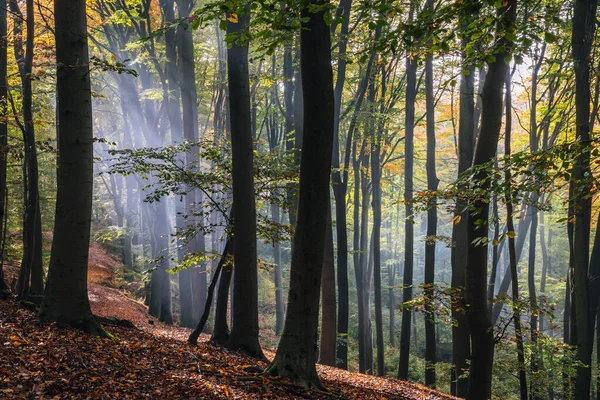 落ち葉や松の木が多い秋の森 — ストック写真