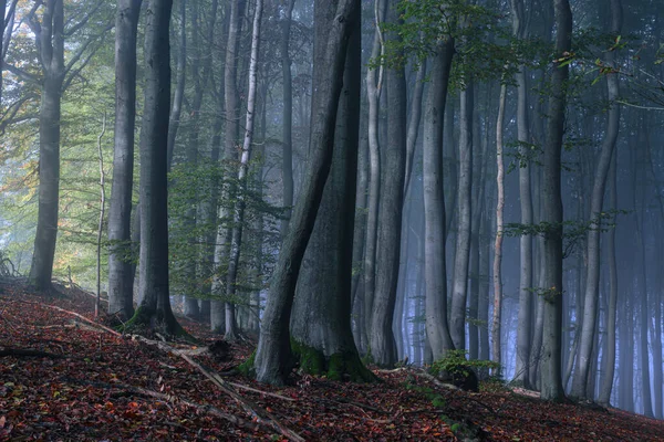 Прекрасний Осінній Ліс Деревами Листям — стокове фото