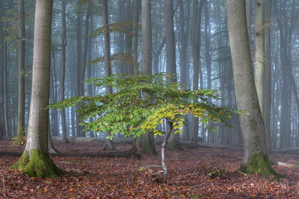 Piękny Jesienny Las Wczesnym Rankiem — Zdjęcie stockowe