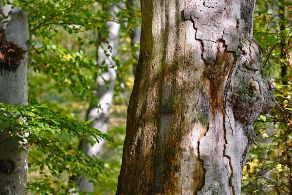 Tronco Árvore Textura Uma Antiga Floresta Bétula Vista Dos Ramos — Fotografia de Stock