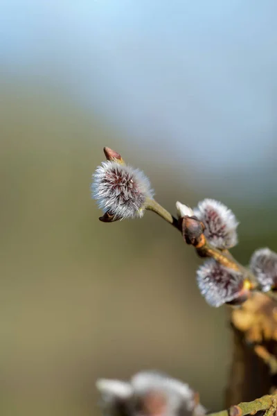 Jarní Květiny Stromě — Stock fotografie