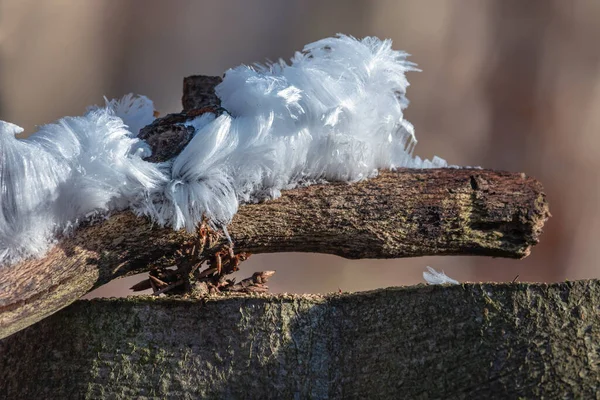 Eine Nahaufnahme Eines Wilden Pilzes Mit Viel Moos Hintergrund — Stockfoto