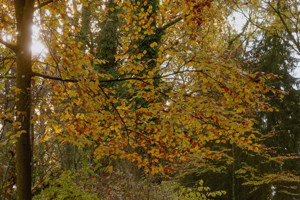 Piękny Jesienny Las Opadłymi Liśćmi — Zdjęcie stockowe