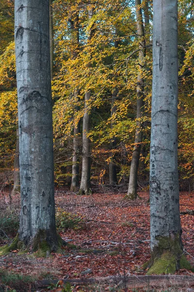 Prachtig Herfstlandschap Met Omgevallen Bladeren Gele Bomen — Stockfoto