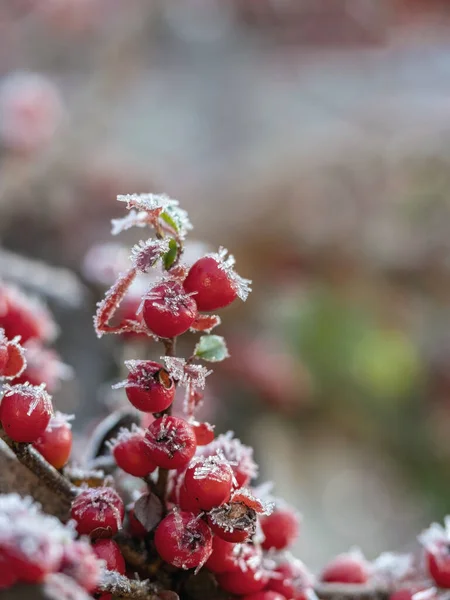 Κόκκινα Μούρα Viburnum Στο Χειμερινό Δάσος — Φωτογραφία Αρχείου