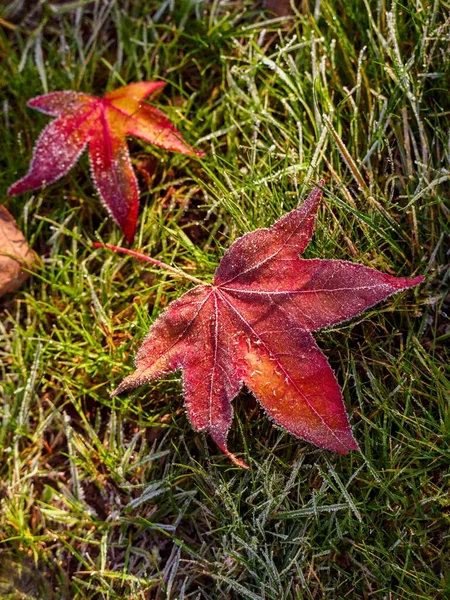 Beautiful Autumn Leaves Ground — Stock Photo, Image