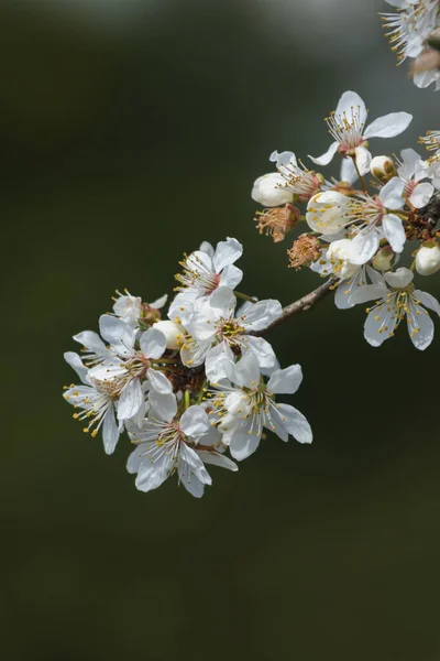 Fleur Blanche Sur Une Branche Arbre — Photo