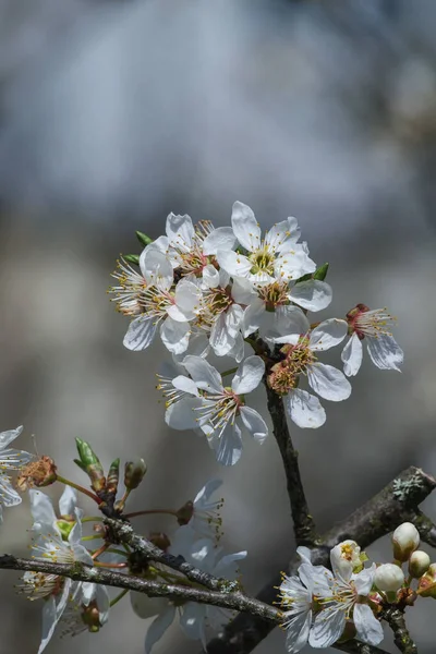 Krásné Jarní Květiny Selektivní Ostření — Stock fotografie