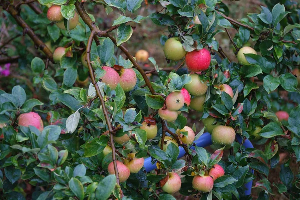 Mogna Äpplen Ett Träd Trädgården — Stockfoto