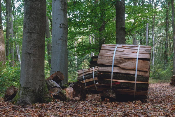 森の中の木の丸太は — ストック写真